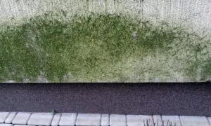 Skuteczne sposoby na to, czym zmyć glony z elewacji i jak ich uniknąć