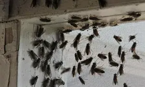 Muchy na elewacji domu – dlaczego się pojawiają i jak je zlikwidować?