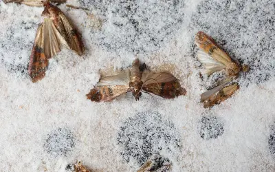 Skuteczne sposoby na mole w kuchni - jak je wytepić raz na zawsze