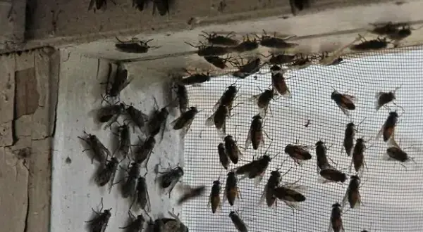 Muchy na elewacji domu – dlaczego się pojawiają i jak je zlikwidować?