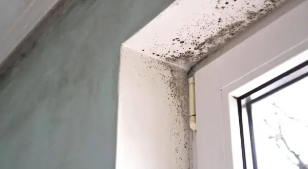 Dlaczego wychodzi grzyb przy oknie? Poznaj przyczyny i sposoby na pleśń