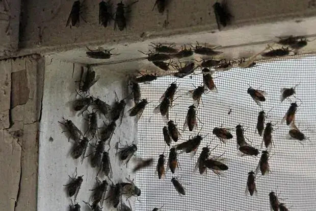 Muchy na elewacji domu – dlaczego się pojawiają i jak je zlikwidować?