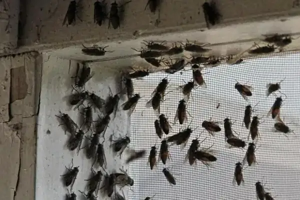 Muchy na elewacji domu – dlaczego się pojawiają i jak je zlikwidować?